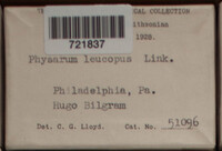 Physarum leucopus image